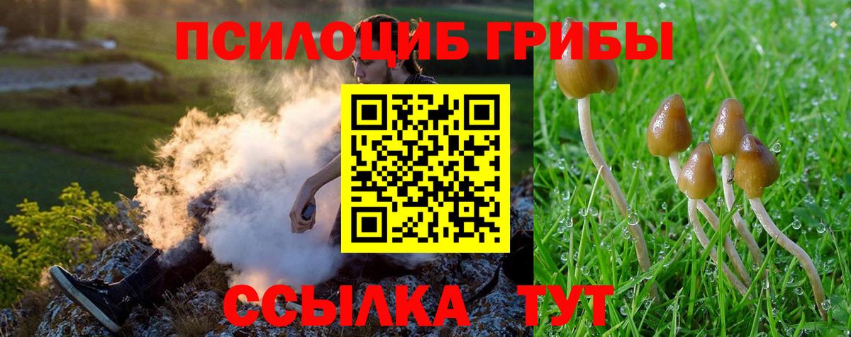 Галлюциногенные грибы Psilocybine cubensis Славгород